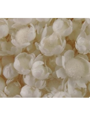 Marcela Preservada Blanco 55 gramos 2