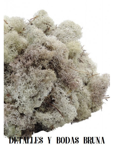 Musgo Finlandés Blanco Natural 500 gramos