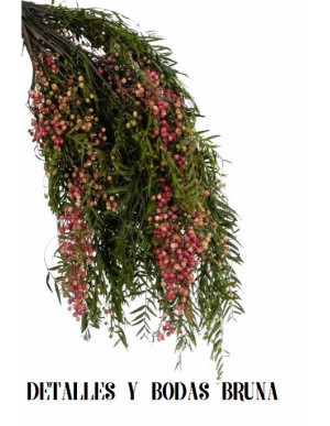 Falsa Pimienta Preservada 2