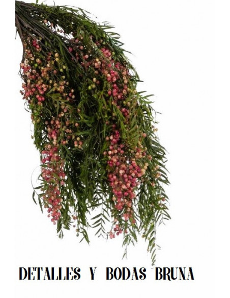 Falsa Pimienta Preservada