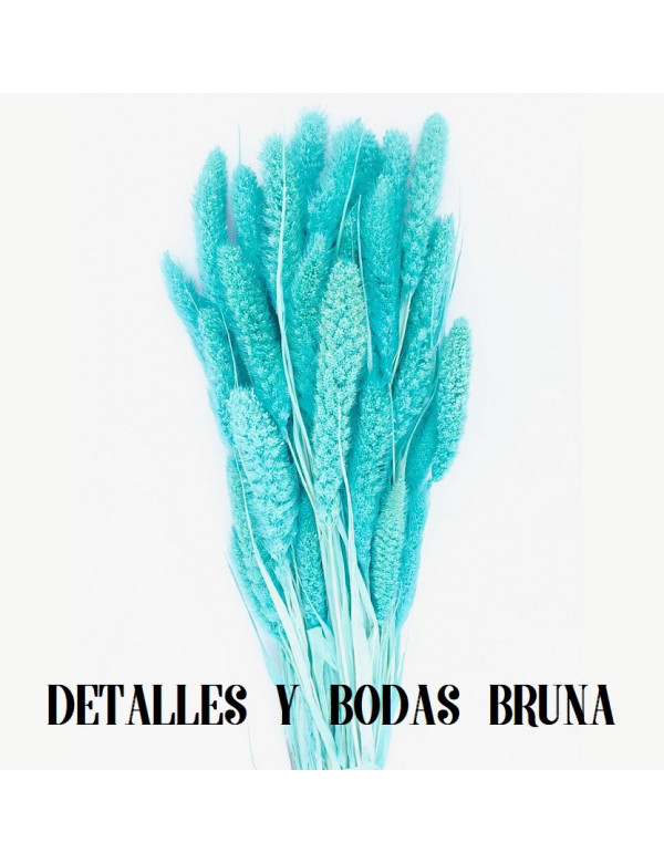 Setaria Azul Preservada