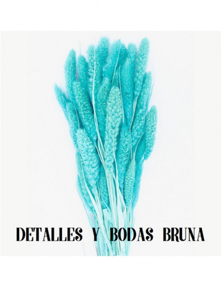 Setaria Azul Preservada