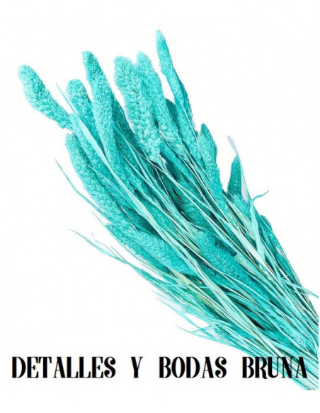 Setaria Azul Preservada