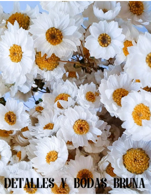 Margarita Oxodia Blanca Natural 2