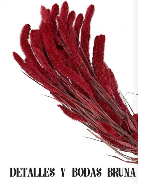 Setaria Burdeos Preservada