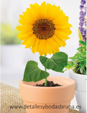 Maceta de Terracota Girasol
