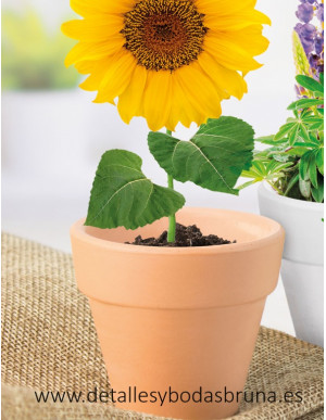 Maceta de Terracota Girasol 2