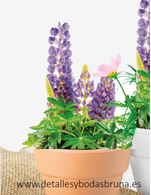 Maceta de Terracota Lupino