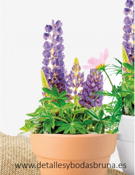 Maceta de Terracota Lupino