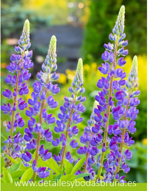 Maceta de Terracota Lupino 2
