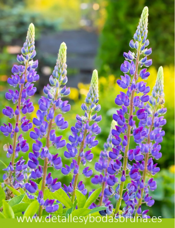 Maceta de Terracota Lupino