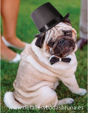 Sombrero Chistera para Perro Anillos