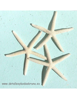Estrella de Mar Blanca 15-18 cm