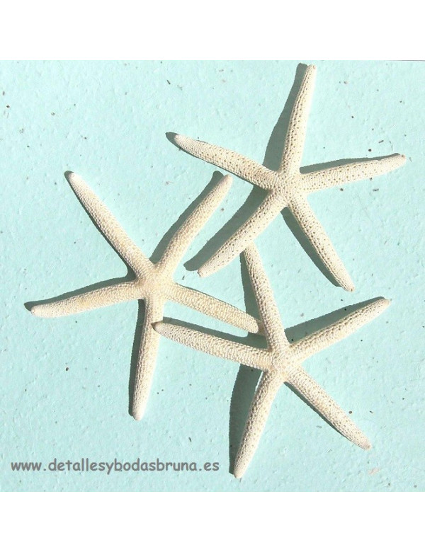 Estrella de Mar Blanca 15-18 cm